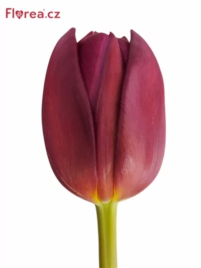 Tulipán DU ALISON BRADLEY 33cm/32g