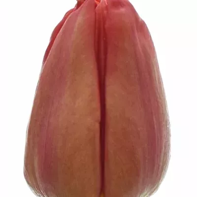 Tulipán DU BARBOLETA 38cm / 30g