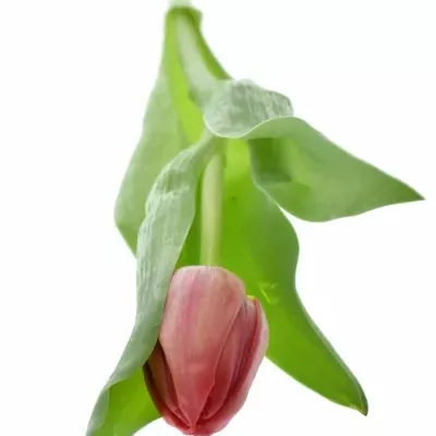 Tulipán DU BARBOLETA 38cm/30g