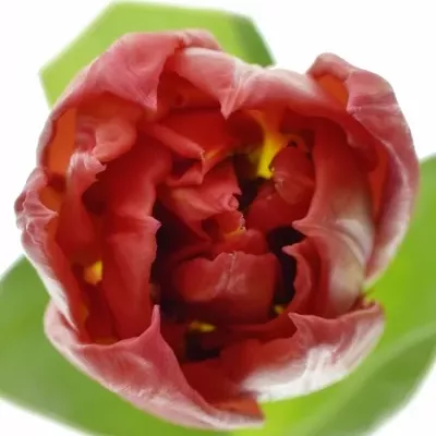 Tulipán DU BARBOLETA 38cm/30g