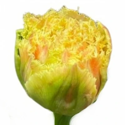 Tulipán FR BRISBANE 35cm/42g