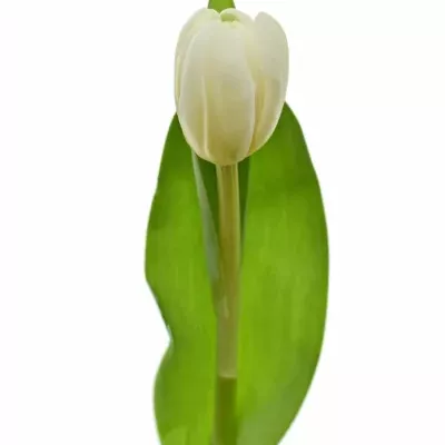 Tulipán DU CASABLANCA 36cm/34g