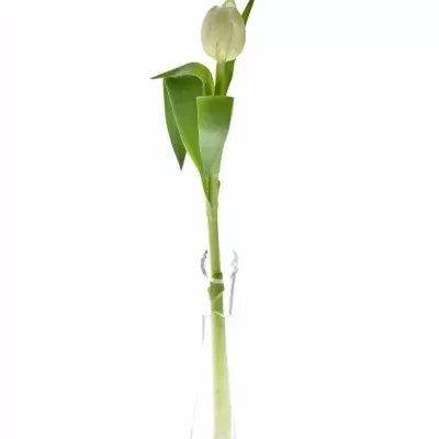 Tulipán DU CASABLANCA 36cm/34g