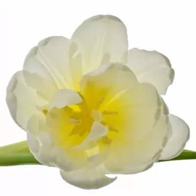 Tulipán DU CASABLANCA 36cm/34g