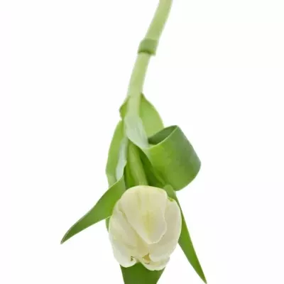 Tulipán DU CASABLANCA 36cm/34g