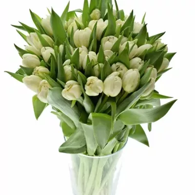 Tulipán DU CASABLANCA 36cm/34g