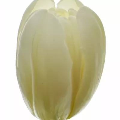 Tulipán DU CASABLANCA 36cm/34g