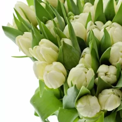 Tulipán DU CASABLANCA 36cm/34g