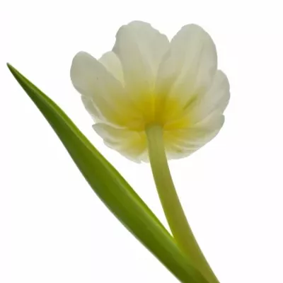 Tulipán DU CASABLANCA 36cm/34g