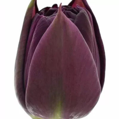 Tulipán DU CASSANDRA 40cm / 50g