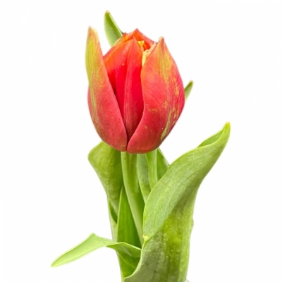 Tulipán DU CONCORDE
