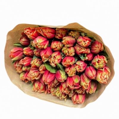 Tulipán DU CONCORDE 38 cm / 50 g