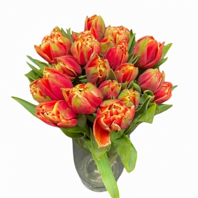 Tulipán DU CONCORDE 38 cm / 50 g