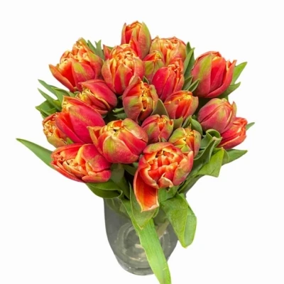 Tulipán DU CONCORDE