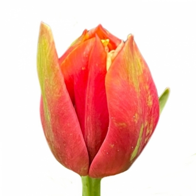 Tulipán DU CONCORDE