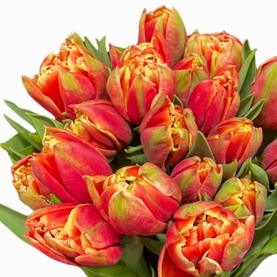 Tulipán DU CONCORDE 38 cm / 50 g