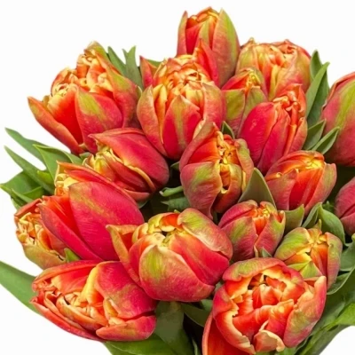 Tulipán DU CONCORDE