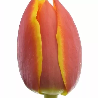 Tulipán DU CROSSFIRE 38cm/34g