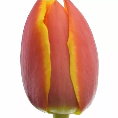 Tulipán DU CROSSFIRE  38 cm / 26 g