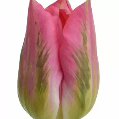 Tulipán DU DALADIER 36cm/40g