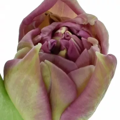 Tulipán DU DOUBLE PRINCES 35cm / 25g