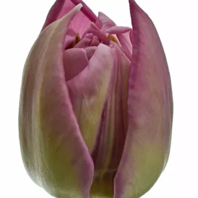 Tulipán DU DOUBLE PRINCESS 35cm/25g