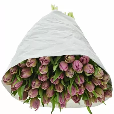 Tulipán DU DOUBLE PRINCES 35cm / 25g