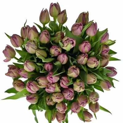 Tulipán DU DOUBLE PRINCES 35cm / 25g