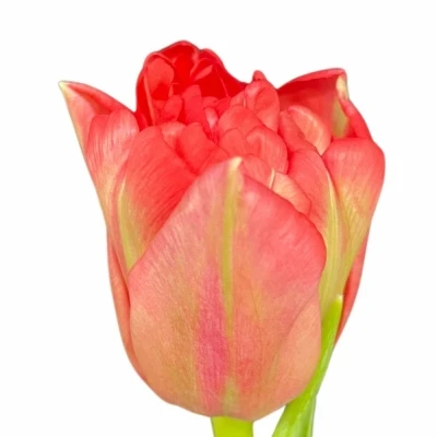 Tulipán DU DOUBLE TWIST 38 cm / 30 g