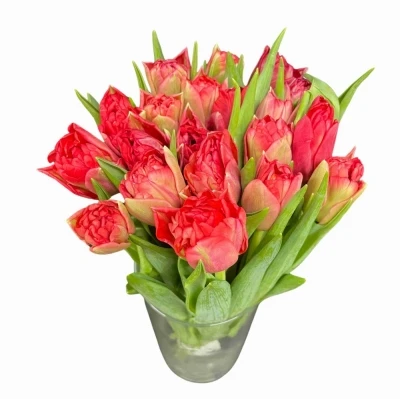 Tulipán DU DOUBLE TWIST