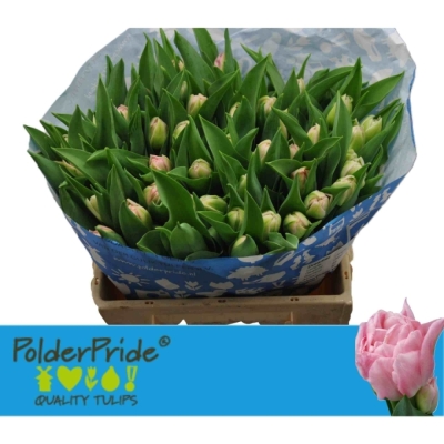 Tulipán DU DREAMER 38 cm / 30 g