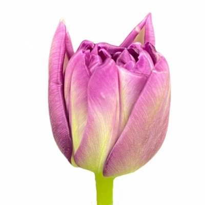 Tulipán DU DU PYTHON 40 cm / 34 g