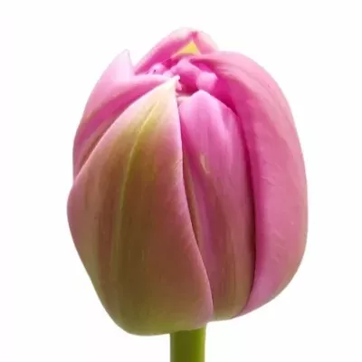 Tulipán DU DUTCH CROWN