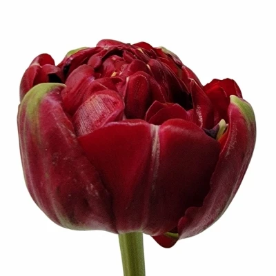 Tulipán DU EMBLAZON 34cm/32g