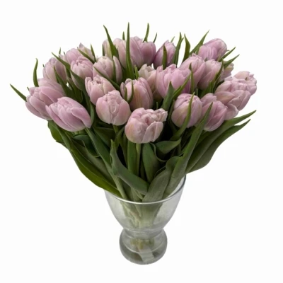 Tulipán DU FAIR PRICE