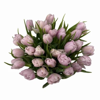 Tulipán DU FAIR PRICE