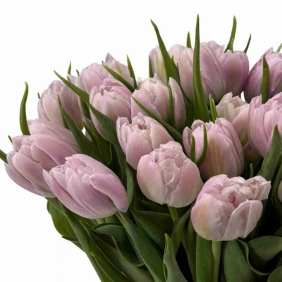 Tulipán DU FAIR PRICE