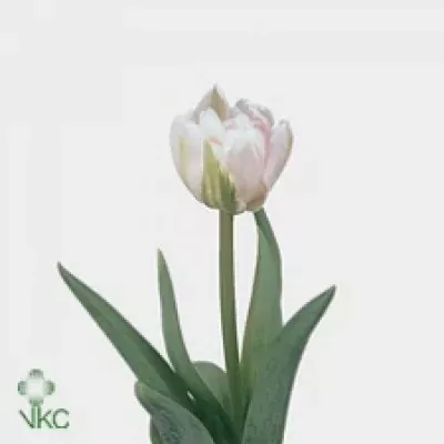 Tulipán DU FINOLA 40cm/40g