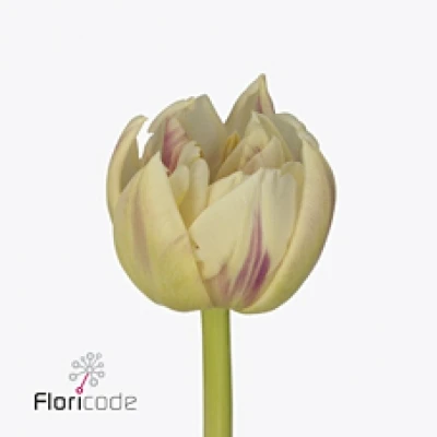 Tulipán DU FLAMING MARGARITA 37 cm / 38 g