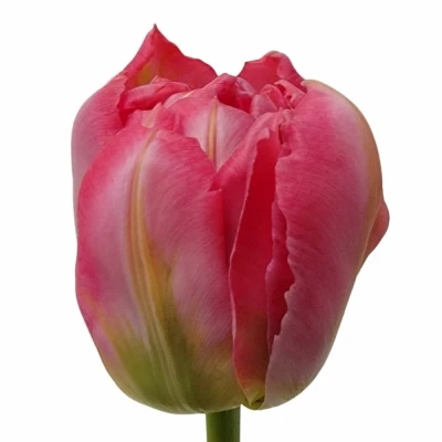 Tulipán DU FLASH POINT 37cm/35g