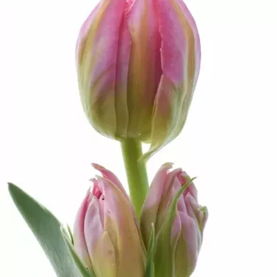 Tulipán DU FLASH POINT 