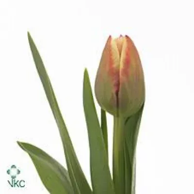 Tulipán DU GERBRAND KIEFT 38cm/28g