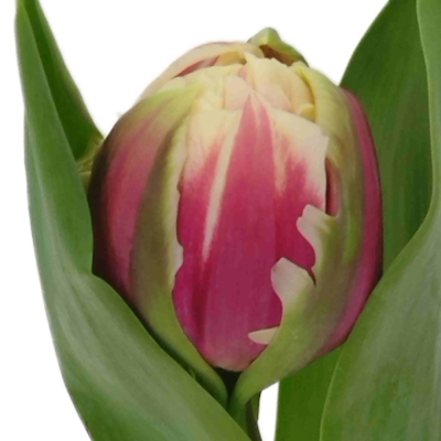 Tulipán DU GIBRALTAR