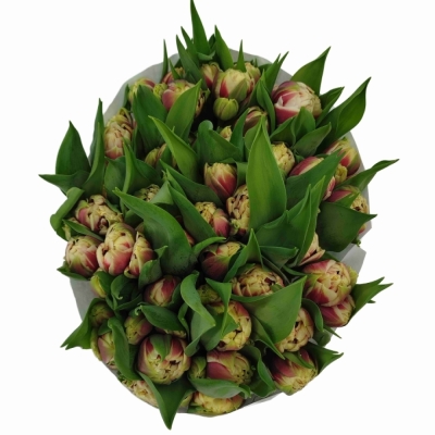 Tulipán DU GIBRALTAR