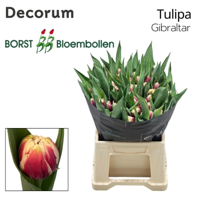 Tulipán DU GIBRALTAR 36 cm / 36 g