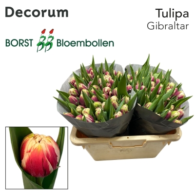 Tulipán DU GIBRALTAR