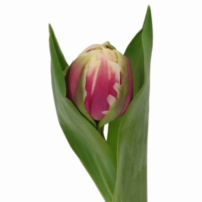 Tulipán DU GIBRALTAR