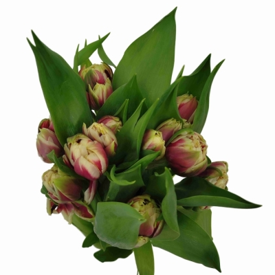 Tulipán DU GIBRALTAR