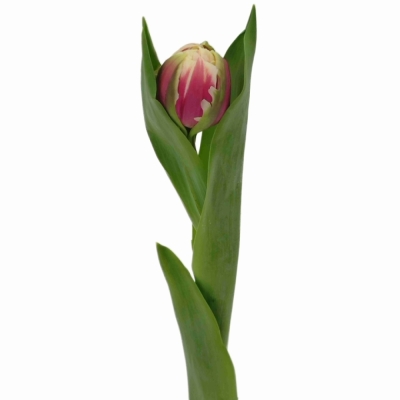 Tulipán DU GIBRALTAR