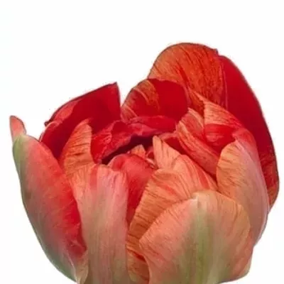 Tulipán DU GUDOSHNIK DOUBLE
